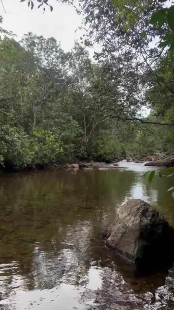 Área de preservação permanente na margem de rio com mata ciliar