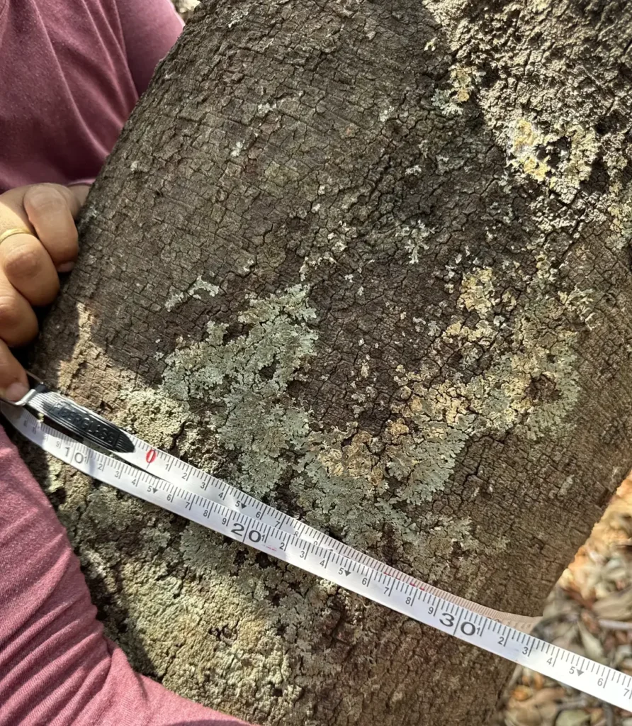 Inventário florestal com medição de árvore em campo