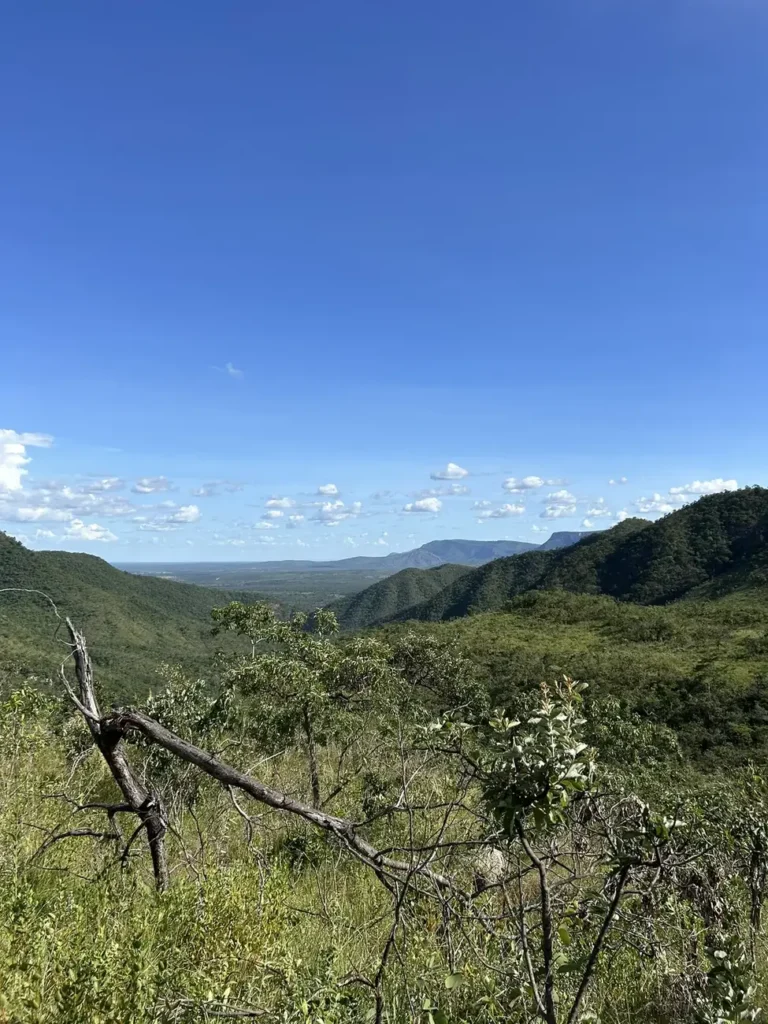 Vegetação nativa do Cerrado em imóvel rural atendido pela consultoria ambiental