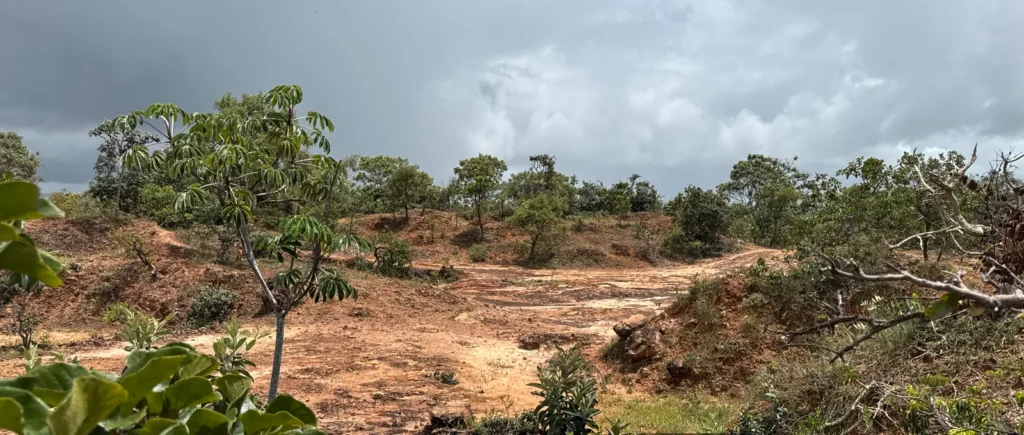 Área de extração no Cerrado em processo de recuperação ambiental (PRAD)
